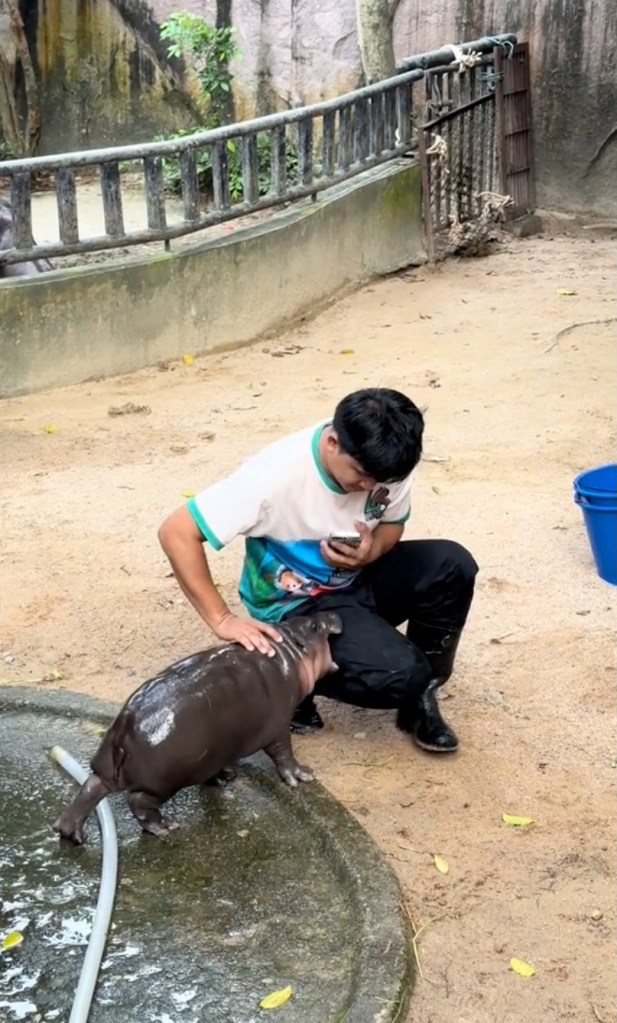 Moo Deng was seen on video biting a caretaker.